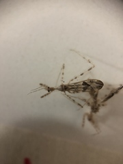 Stenolemus fraterculus