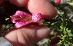 Eremophila maculata