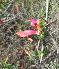 Eremophila maculata