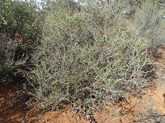 Eremophila maculata