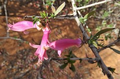 Eremophila maculata