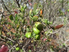 Eremophila maculata