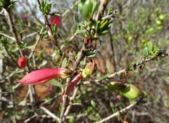 Eremophila maculata