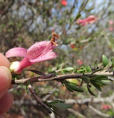 Eremophila maculata