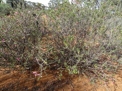 Eremophila maculata