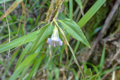 Tripterospermum lanceolatum