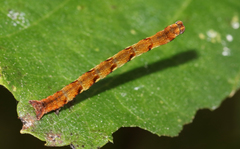 Cyclophora albipunctata
