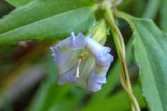 Tripterospermum lanceolatum