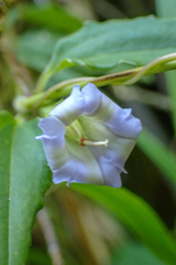 Tripterospermum lanceolatum