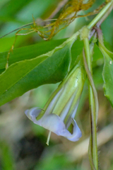 Tripterospermum lanceolatum