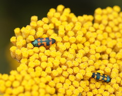 Castiarina bicolor