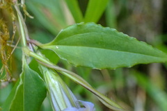 Tripterospermum lanceolatum