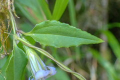 Tripterospermum lanceolatum