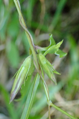 Tripterospermum lanceolatum