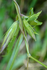 Tripterospermum lanceolatum