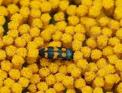Castiarina bicolor