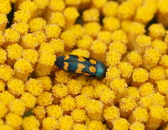 Castiarina bicolor