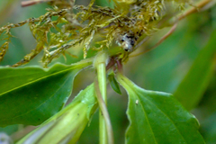 Tripterospermum lanceolatum