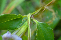 Tripterospermum lanceolatum