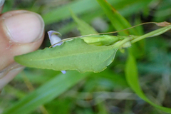 Tripterospermum lanceolatum