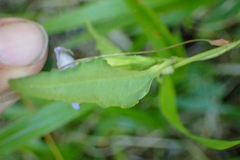 Tripterospermum lanceolatum