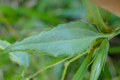 Tripterospermum lanceolatum