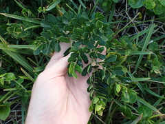 Rhoicissus tridentata tridentata