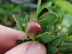 Rhoicissus tridentata tridentata