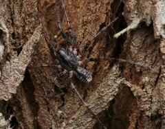 Battalus adamparsonsi