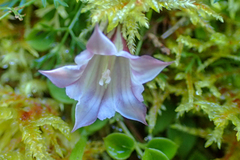 Tripterospermum luzonense