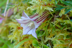 Tripterospermum luzonense