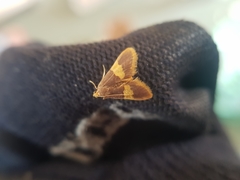 Bostra xanthorhodalis