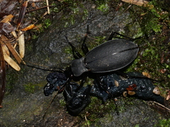 Leptocarabus