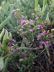 Indigofera sulcata