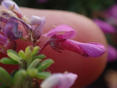 Indigofera sulcata