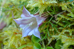 Tripterospermum luzonense