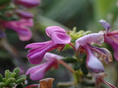 Indigofera sulcata