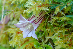 Tripterospermum luzonense