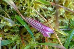 Tripterospermum luzonense