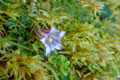 Tripterospermum luzonense