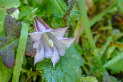 Tripterospermum luzonense