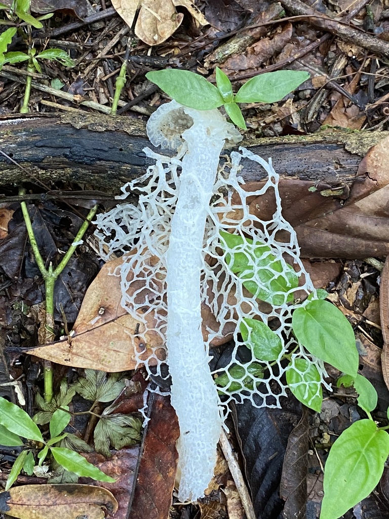 Phallus indusiatus · November 2020 · photo: © jeanpaulboerekamps (iNaturalist, cc0)