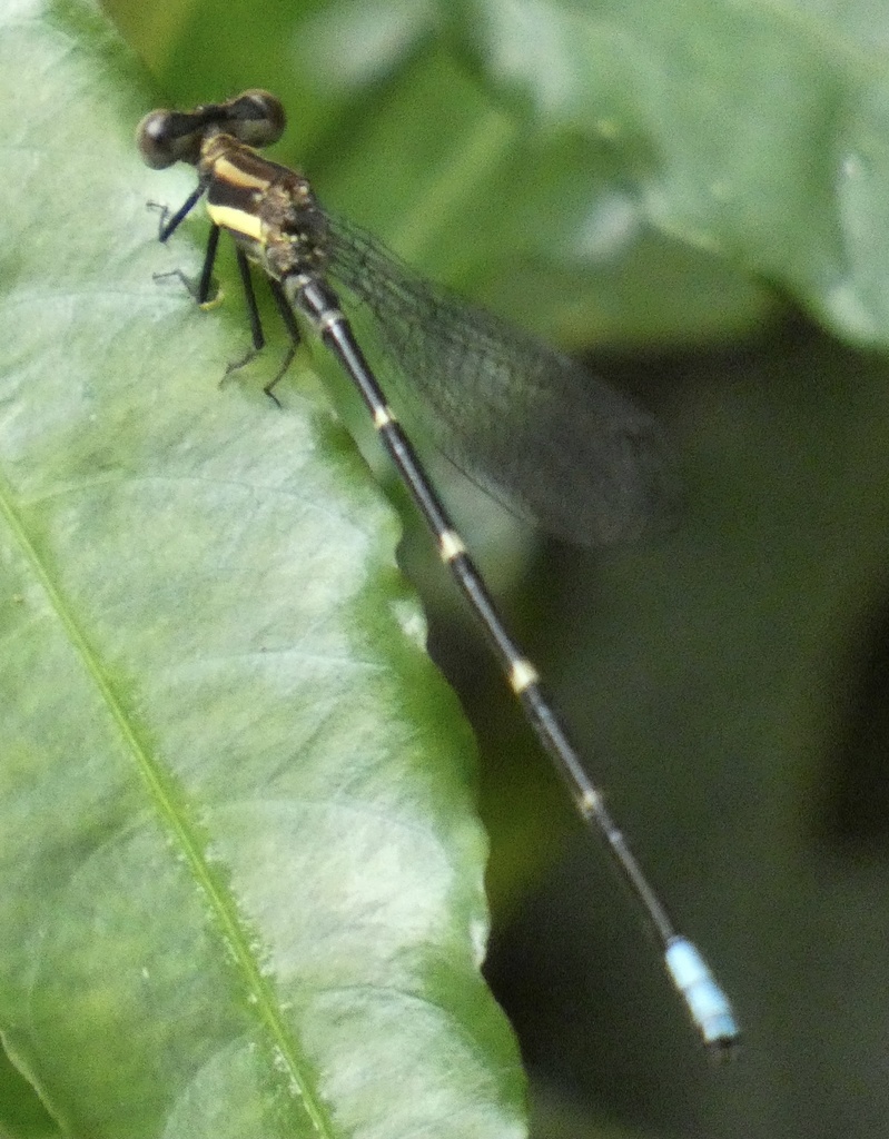 Leptagrion macrurum