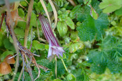 Tripterospermum luzonense