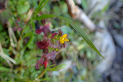 Hypericum taihezanense