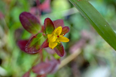 Hypericum taihezanense