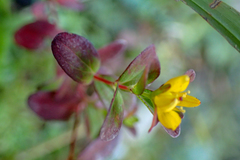 Hypericum taihezanense