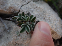 Indigofera tomentosa