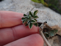 Indigofera tomentosa