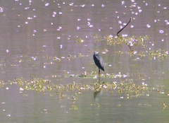 Egretta garzetta dimorpha